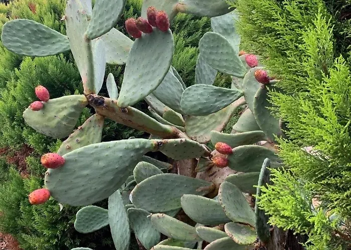 Sevinc Akasya House Lejlighed *