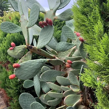 Sevinc Akasya House Appartamento *