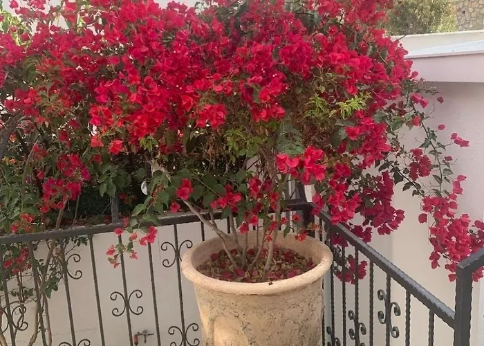 Sevinc Akasya House * Milas